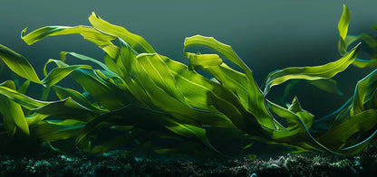 Greens Mix – žaliųjų augalų ir elektrolitų mišinys (300 g) - Realsport.lt
